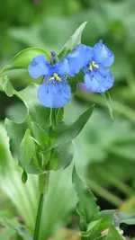commelina.webp