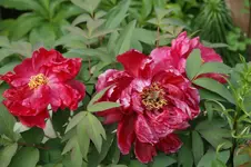 DSC02961.webp