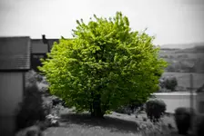 Tree_03.webp