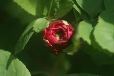DSC02968.webp
