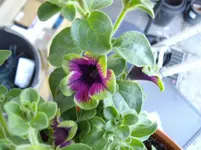 IMGP2664.webp