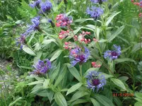 CIMG3946.webp