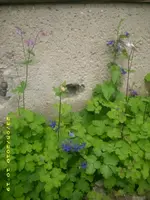 JD800006.webp