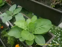 JD800011.webp