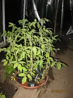 05 093.webp