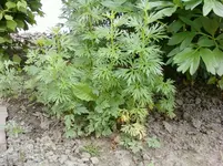 Foto-0010.webp