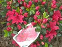 020.webp