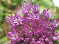 003.webp