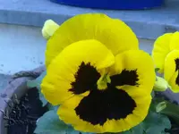 stiefmuetterchen1.webp