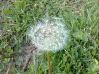 pusteblume2.webp