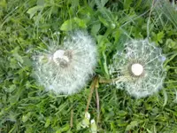 pusteblume.webp