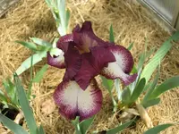 Bartiris violett-Weiß.webp