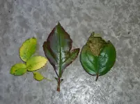 CIMG3219.webp