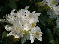 P1000140Rodod._600_450.webp