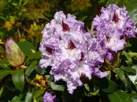 P1000162_600_450.webp
