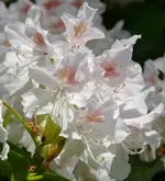 P1050426_548_600.webp