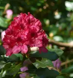 P1050801_568_600.webp