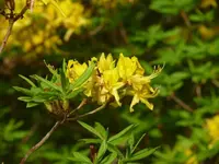 P1110034_600_450.webp