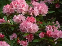 P1110051_600_450.webp