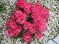 008.webp