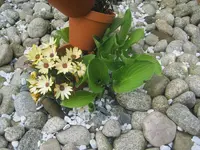 009.webp