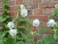 Fotos 012.webp