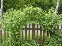 Fotos 030.webp