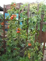 Garten 10.09 001.webp