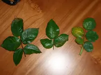 CIMG3220.webp