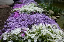 P1010212.webp