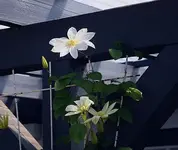 WP erste Blüten_klein.webp