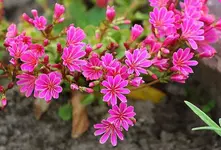 Bitterwurz pink.webp