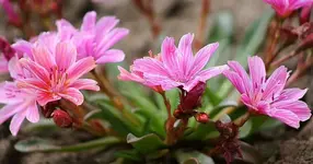 Bitterwurz rosa.webp