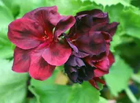 dunkelrote Geranie.webp