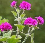 Hochstamm-Geranie lila.webp