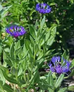 Kornblume.webp