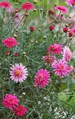 Margeriten-Hochstamm pink.webp