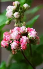Pelargonium Hybride rot gefüllt.webp