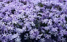 Polsterphlox lila.webp