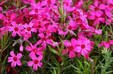 Polsterphlox pink.webp
