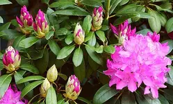 Rhodi pink blühend und knospig.webp