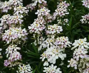 Schleifenblume.webp