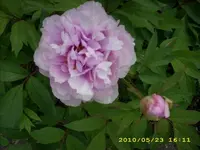 JD500104.webp