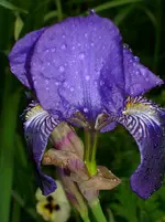 DSCI0917.webp
