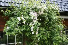 IMG_1937 - Kopie.webp