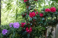 IMG_1946 - Kopie.webp