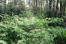 IMG_1948 - Kopie.webp