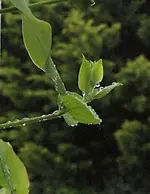 imRegen.webp