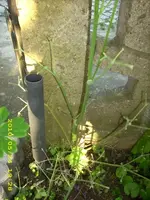 JD500118.webp