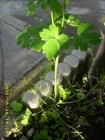 JD500117.webp